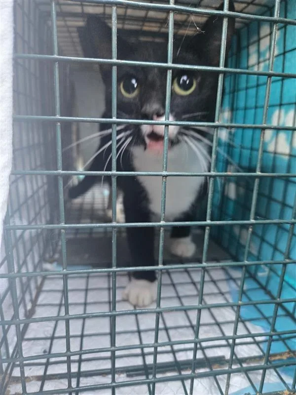 A young small-sized female Black and White American Shorthair cat named Hallie for adoption