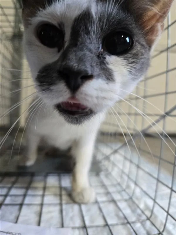 A young small-sized female Grey and White American Shorthair cat named Thunder for adoption