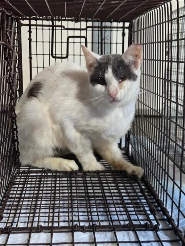 A young small-sized female Grey and White American Shorthair cat named Lightening for adoption