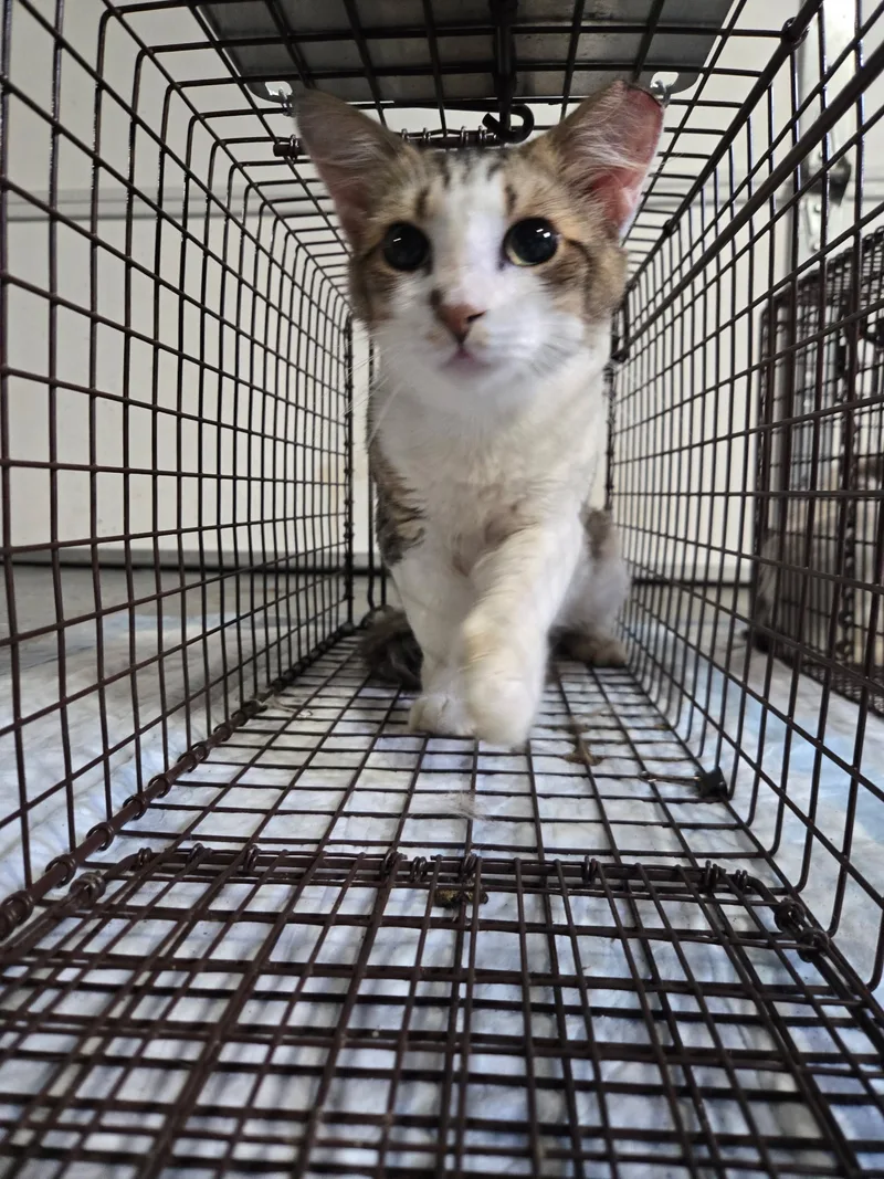 A young small-sized male Calico and White American Shorthair cat named Cookie for adoption