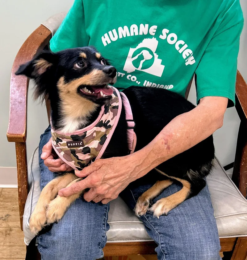 An adult small-sized female Bicolor Australian Shepherd dog named Fern for adoption in Scottsburg, IN