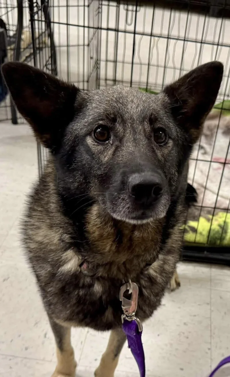 A young medium-sized female Norwegian Elkhound dog named Tess for adoption in Lexington, KY