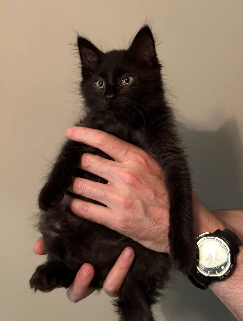 A baby small-sized male Black American Shorthair cat named Fuzz for adoption