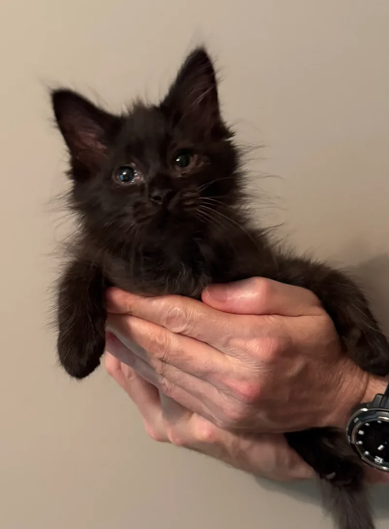 A baby small-sized male Black American Shorthair cat named Fluff for adoption