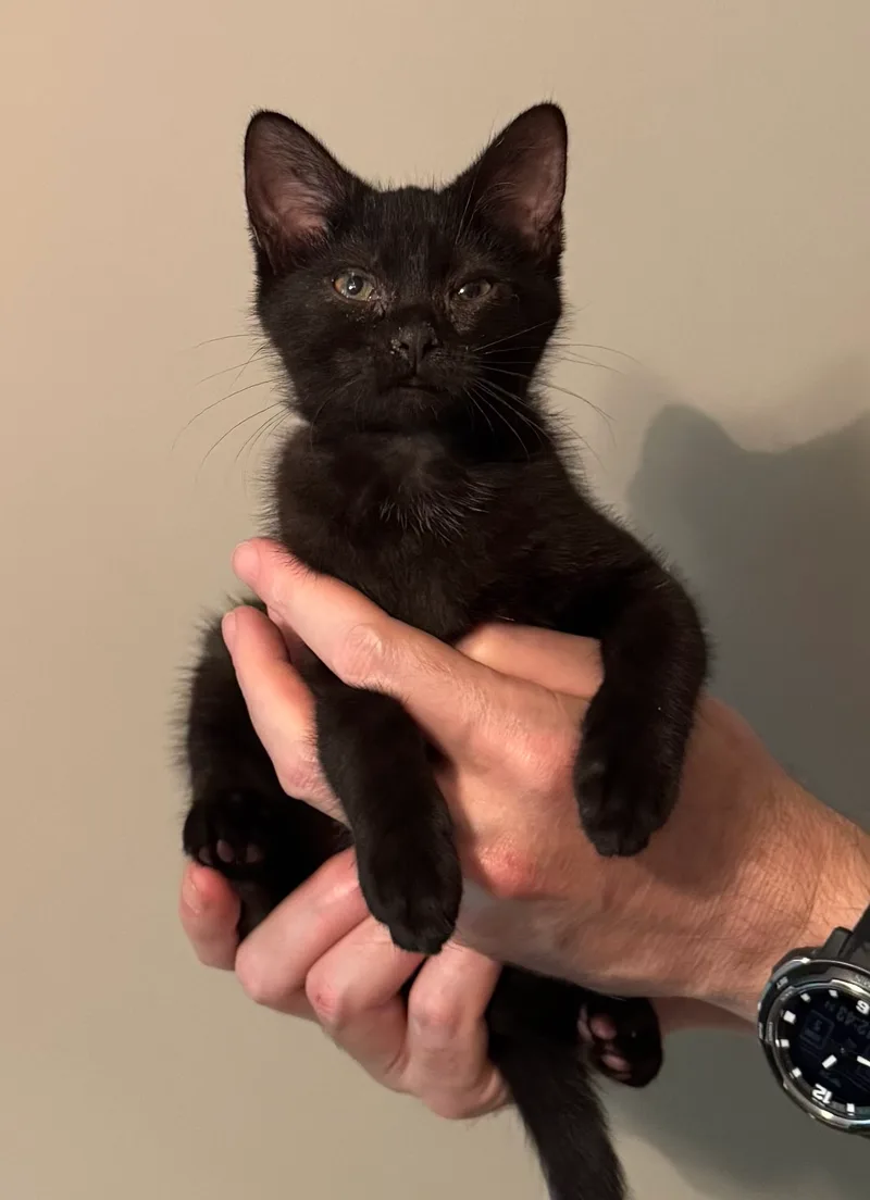 A baby small-sized female Black American Shorthair cat named Dusty for adoption