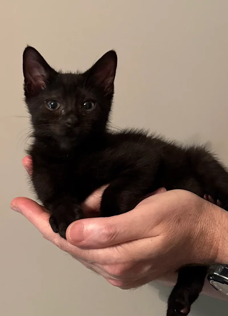 A baby small-sized male Black American Shorthair cat named Lint for adoption