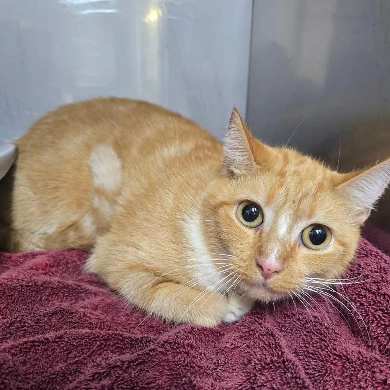 An adult medium-sized female Orange / Red Domestic Medium Hair cat named Baby for adoption in Marble, NC