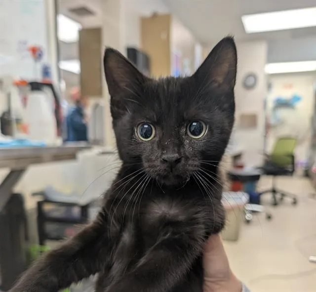 A baby small-sized female Domestic Short Hair cat named Isabella for adoption in Sacramento, CA