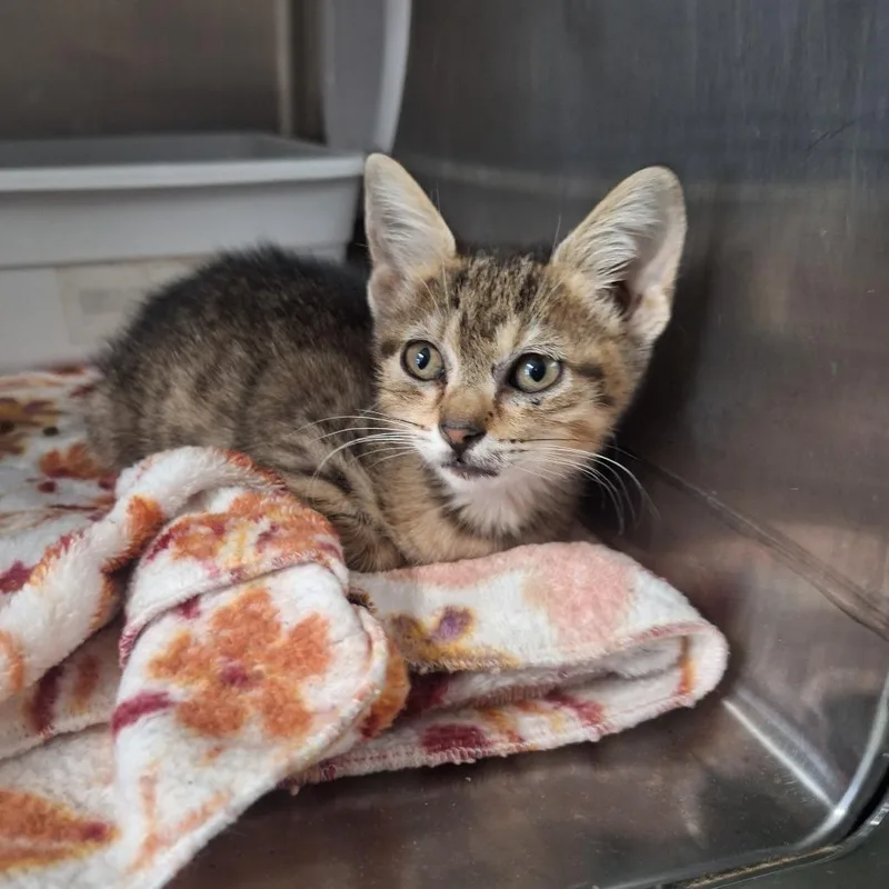 A baby small-sized female Brown / Chocolate Domestic Short Hair cat named Nash for adoption in Lakeland, FL