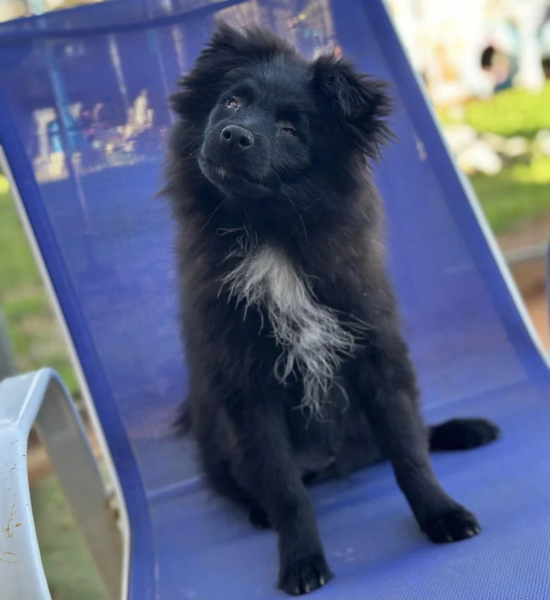 Turkey Blind thumbnail 2