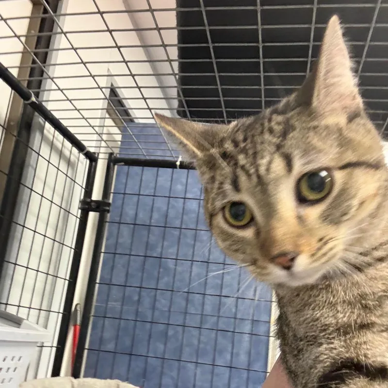 A young medium-sized male Black Domestic Short Hair cat named Abel for adoption in Carroll, IA