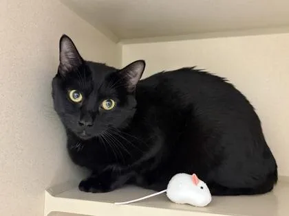 A young medium-sized male Domestic Short Hair cat named Jasper for adoption in Divide, CO