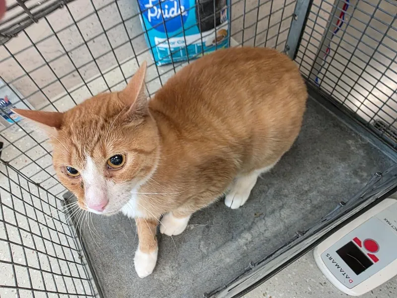 An adult medium-sized male Domestic Short Hair cat named Simba for adoption in Clarksville, TN