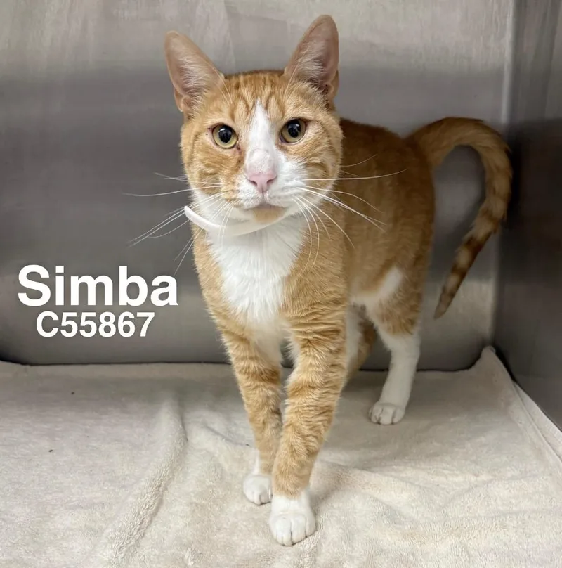 Simba thumbnail 3
