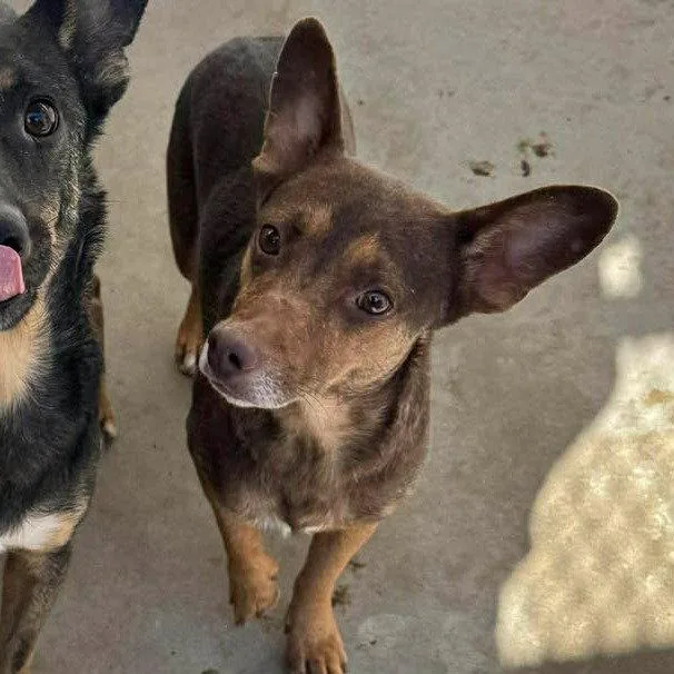 A young medium-sized male Corgi dog named Wheatly for adoption in Bothell, WA