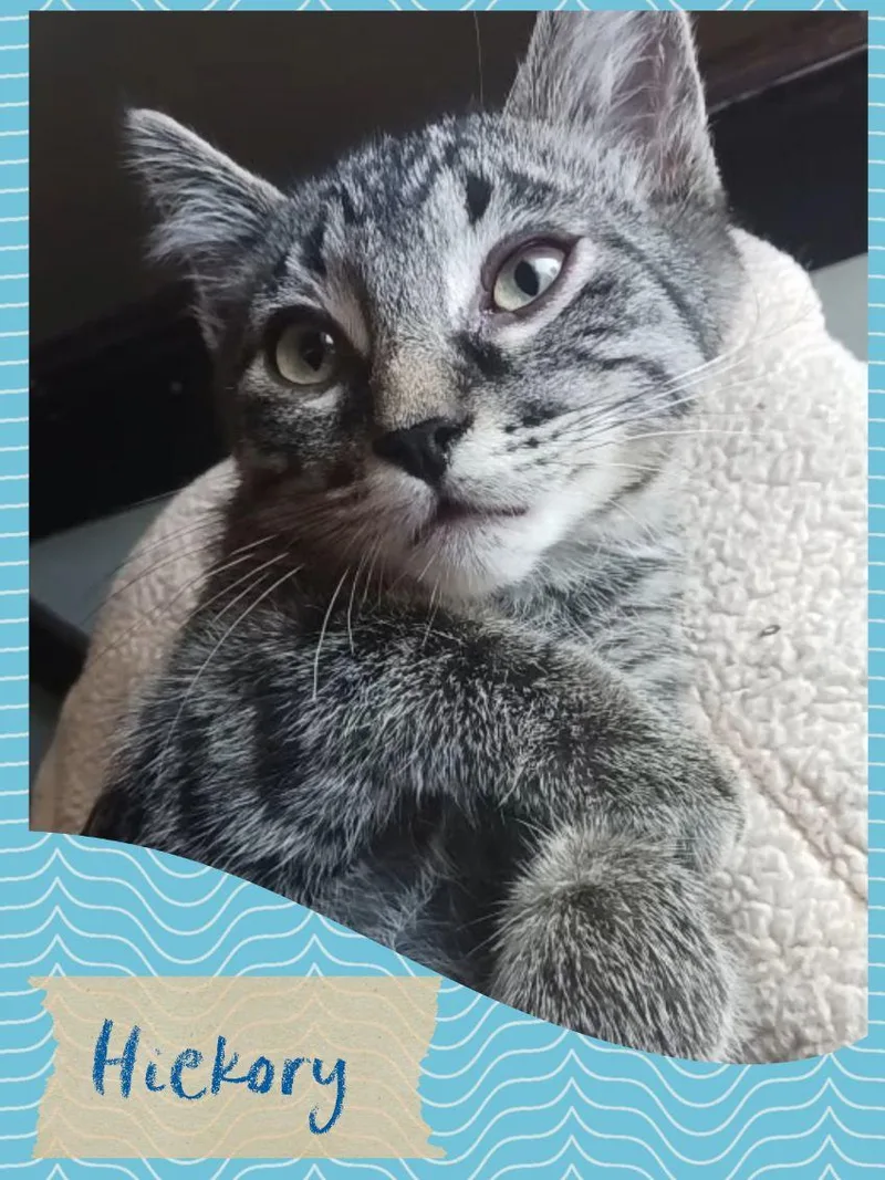 A baby medium-sized male Tabby (Gray / Blue / Silver) Tabby cat named Hickory for adoption in Pasco, WA