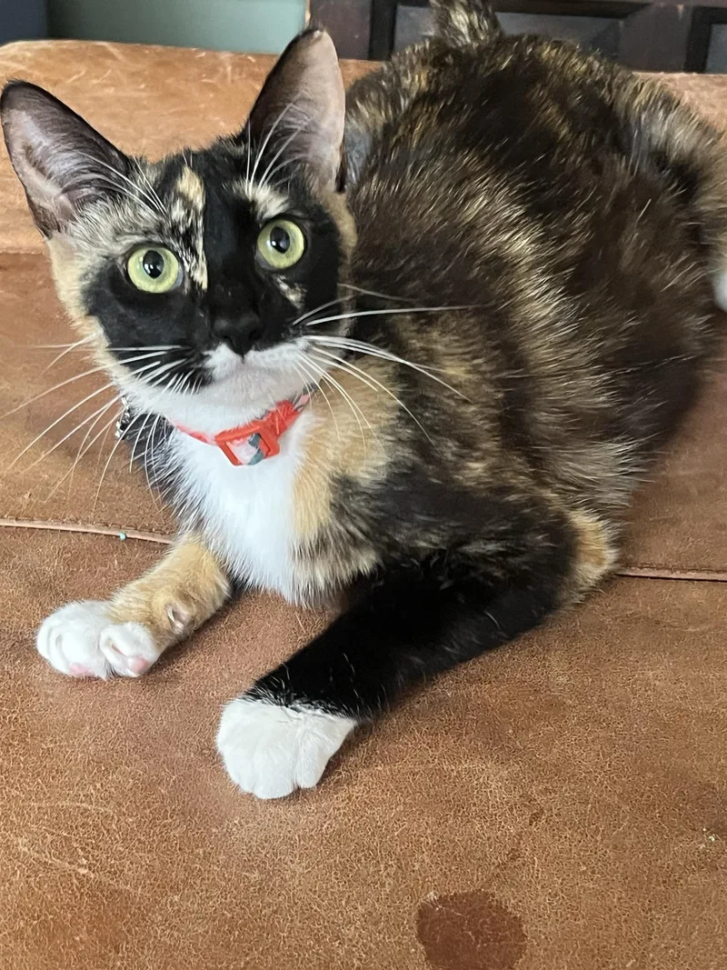 A young medium-sized female Domestic Short Hair cat named Tostada for adoption in South Pasadena, CA