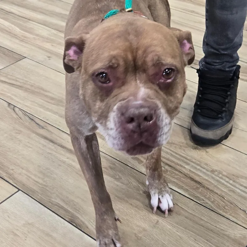 An adult medium-sized female Red / Chestnut / Orange Pit Bull Terrier dog named Gidget for adoption in Newark, NJ