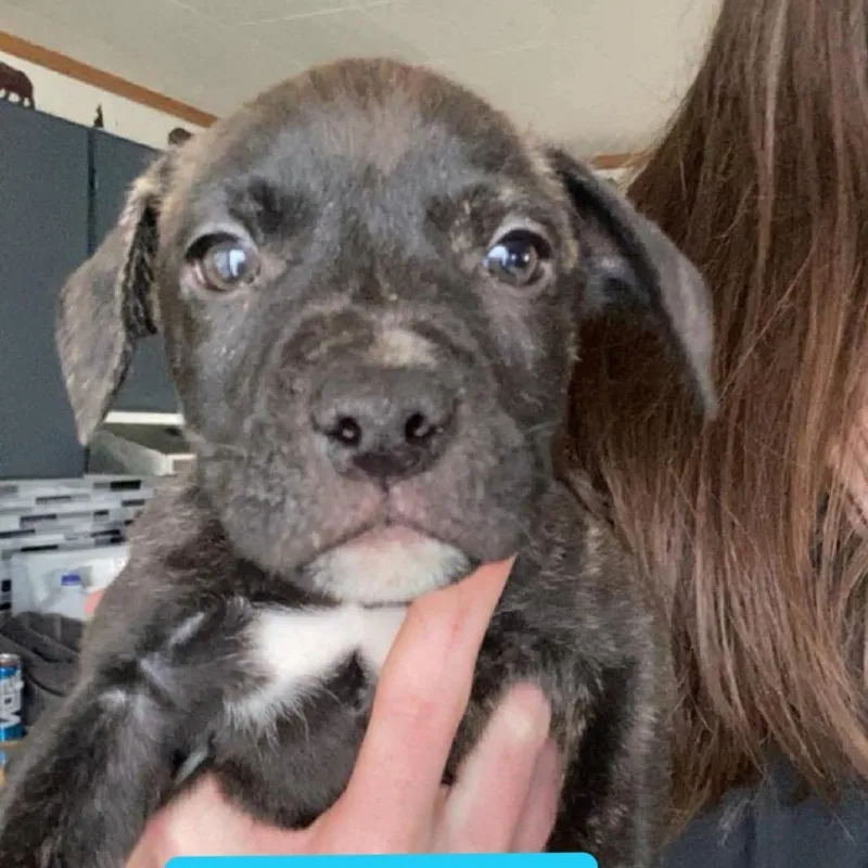 A baby small-sized male Brindle Pit Bull Terrier dog named Porcini for adoption in Brainerd, MN