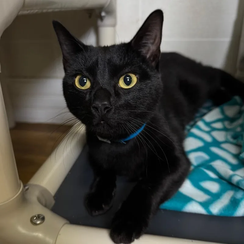 A young medium-sized male Black Domestic Short Hair cat named Beavis for adoption in Franklin, NC