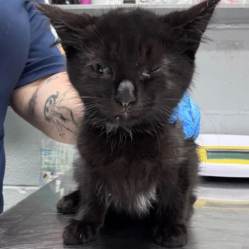A baby small-sized female Black Domestic Short Hair cat named Figgie for adoption in Summerville, SC