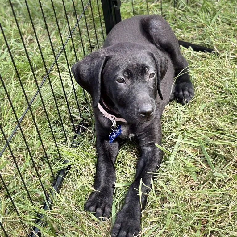 A baby medium-sized female Mixed Breed dog named Samantha for adoption in Columbia, MD