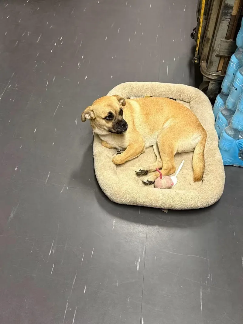 A young small-sized female Pug dog named Brooke for adoption in Oakland, CA