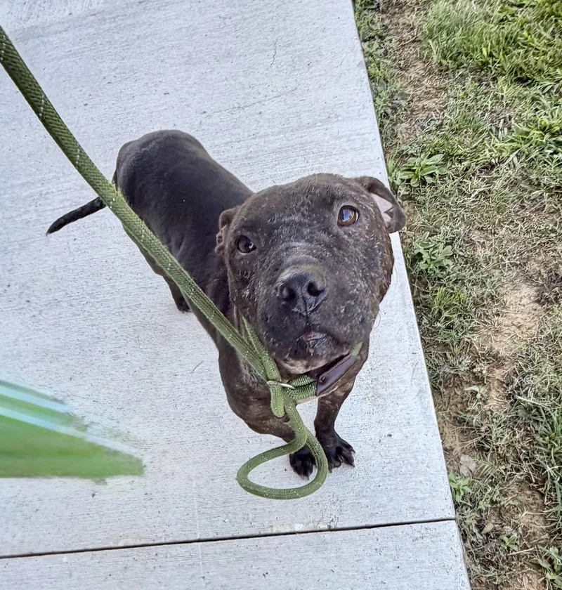 An adult medium-sized female Black Terrier dog named Gianna for adoption in Lancaster, SC