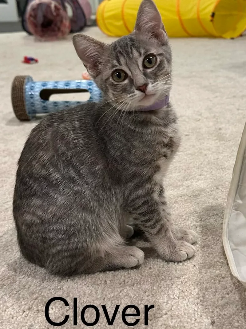 A baby small-sized female Light grey and Dark Grey Tabby Domestic Short Hair cat named Fern and Clover for adoption