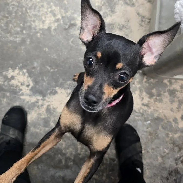An adult small-sized female Bicolor Chihuahua dog named Becks for adoption in Saint Marys, PA