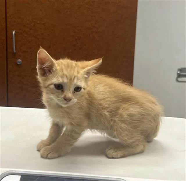 A baby small-sized female Domestic Short Hair cat named L Hind for adoption in Rancho Cucamonga, CA