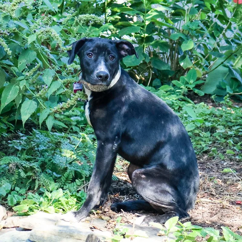 A young medium-sized female Labrador Retriever dog named Evelyn for adoption in Wake Forest, NC