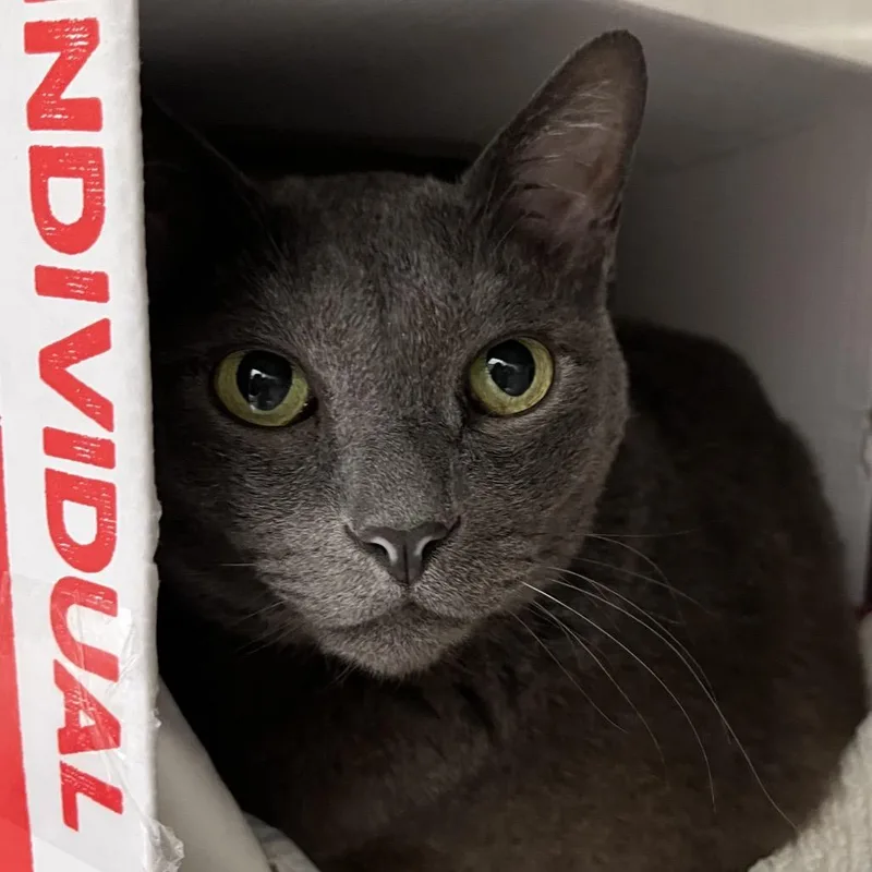 Cinder
