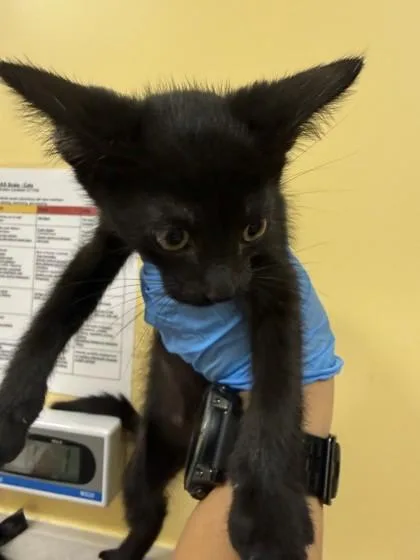 A baby small-sized male Domestic Short Hair cat named Pele for adoption in Honolulu, HI