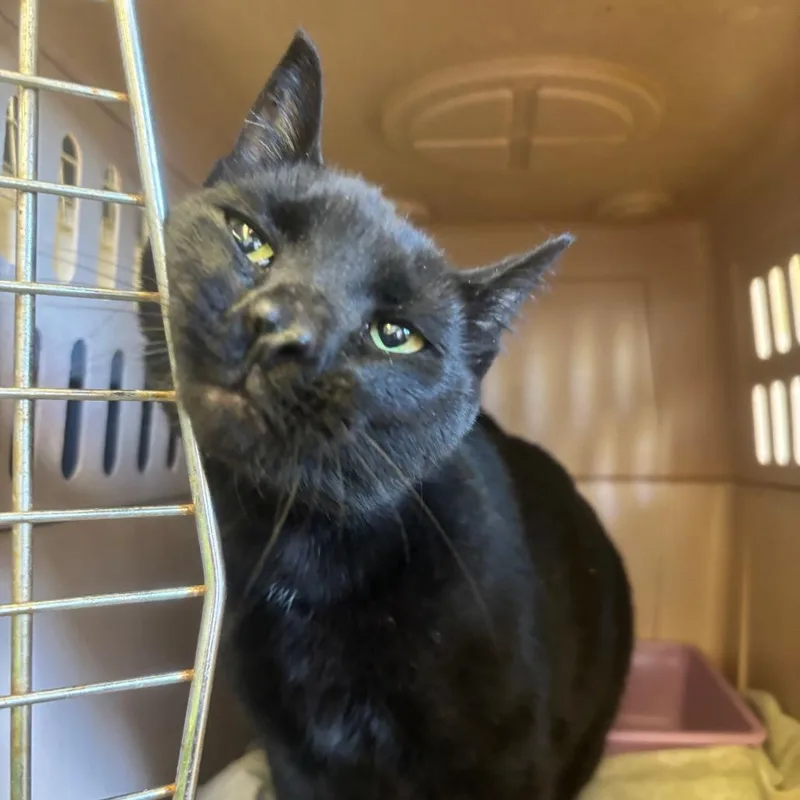 An adult extra large-sized female Black Domestic Short Hair cat named Elara for adoption in Spokane, WA