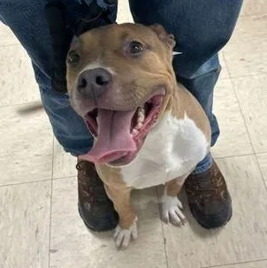 A young medium-sized male Brown / Chocolate Terrier dog named Hoyt GCI Trained Graduate for adoption in Elyria, OH