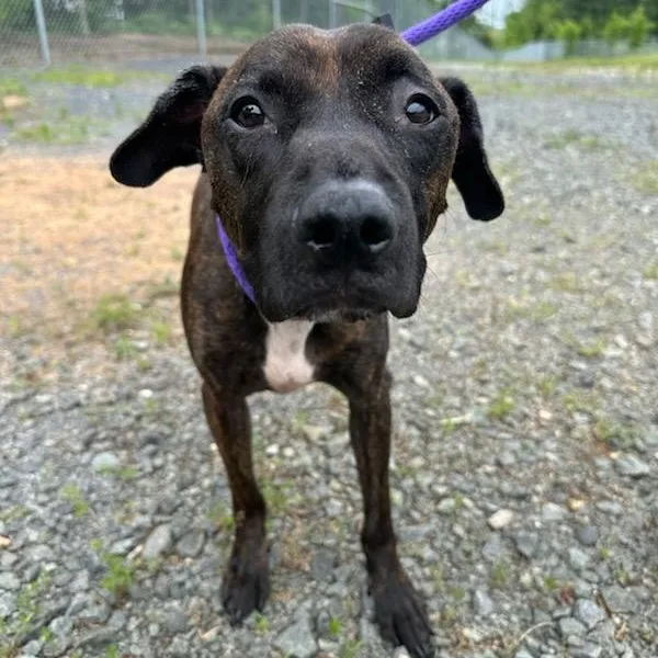 An adult medium-sized male Brindle Chihuahua dog named Hank for adoption in Manassas, VA