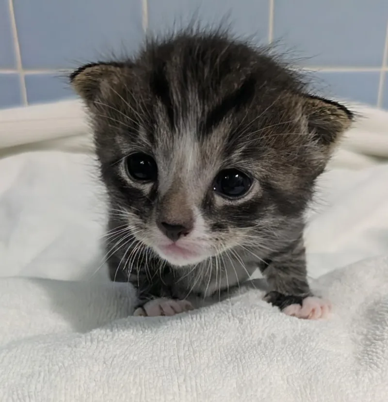 A baby medium-sized female Domestic Short Hair cat named Tender for adoption in Florence, SC