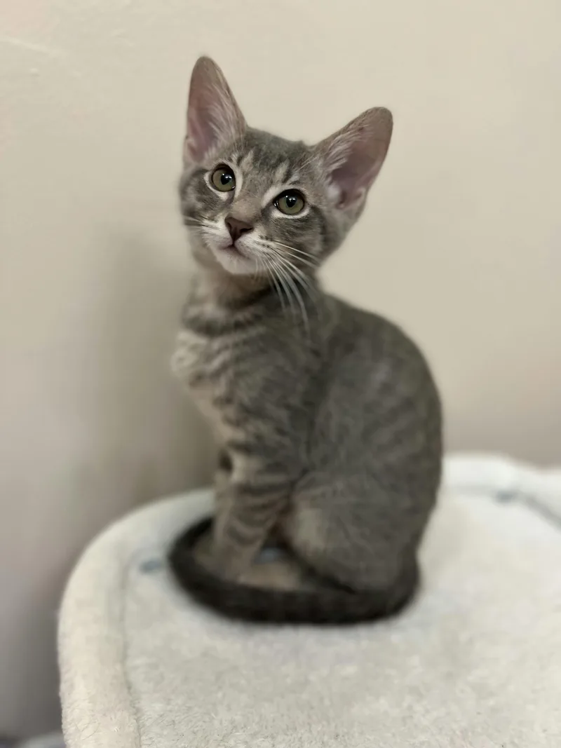 A baby medium-sized female Tabby (Gray / Blue / Silver) Domestic Short Hair cat named Dorothy for adoption in Houston, TX