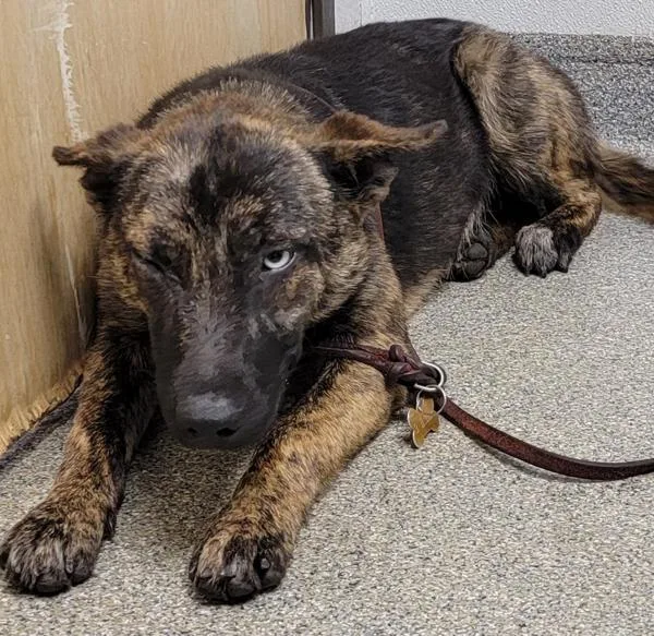 A young medium-sized female Australian Cattle Dog / Blue Heeler dog named Vulpix for adoption in Escondido, CA