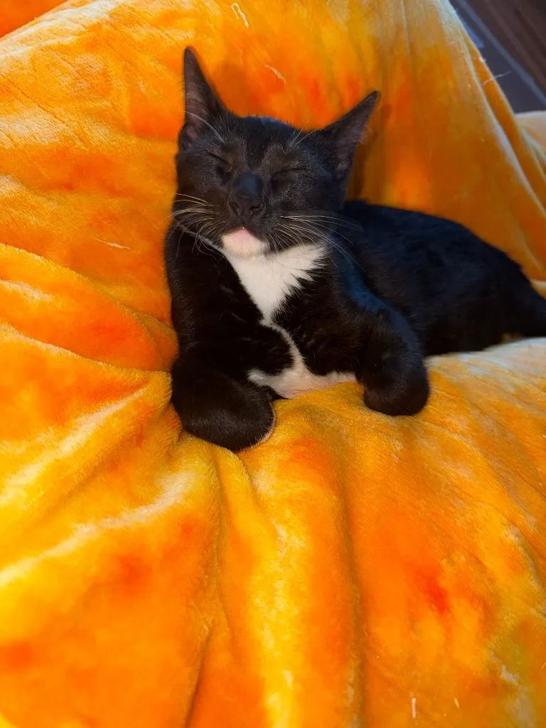 A baby medium-sized female Domestic Short Hair cat named Dragon for adoption in Minneapolis, MN