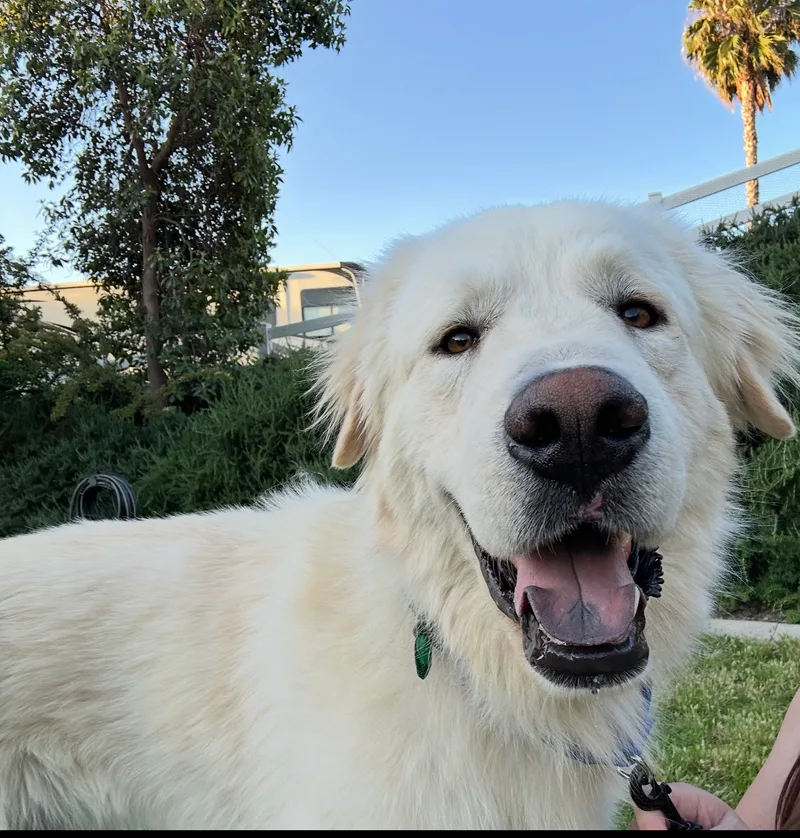 An adult large-sized male Great Pyrenees dog named Bear for adoption