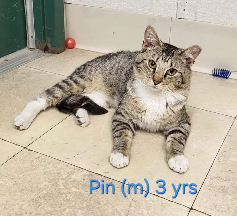 An adult medium-sized male Tabby (Brown / Chocolate) Domestic Short Hair cat named Pin for adoption in Parsippany, NJ