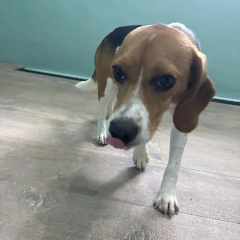 A young small-sized female Brown / Chocolate Beagle dog named Danielle for adoption in LOXAHATCHEE, FL