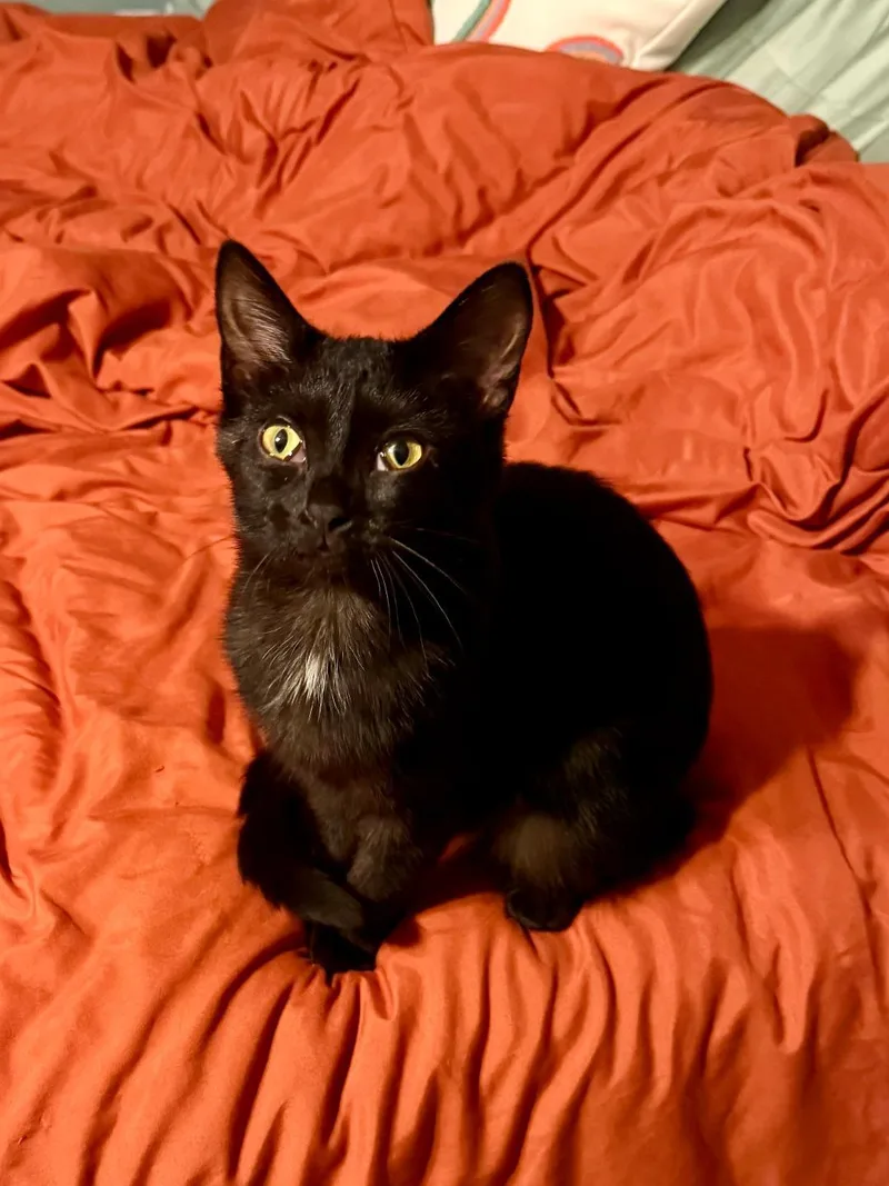 A baby medium-sized female Black Domestic Short Hair cat named Trixie for adoption in Mokena, IL
