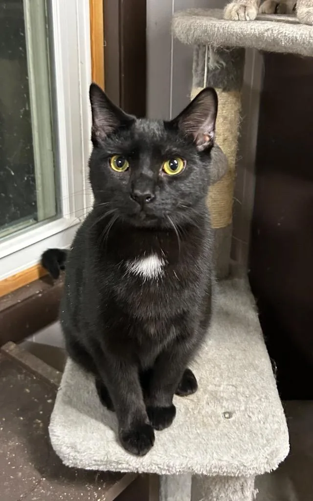 Spaghettios thumbnail 2