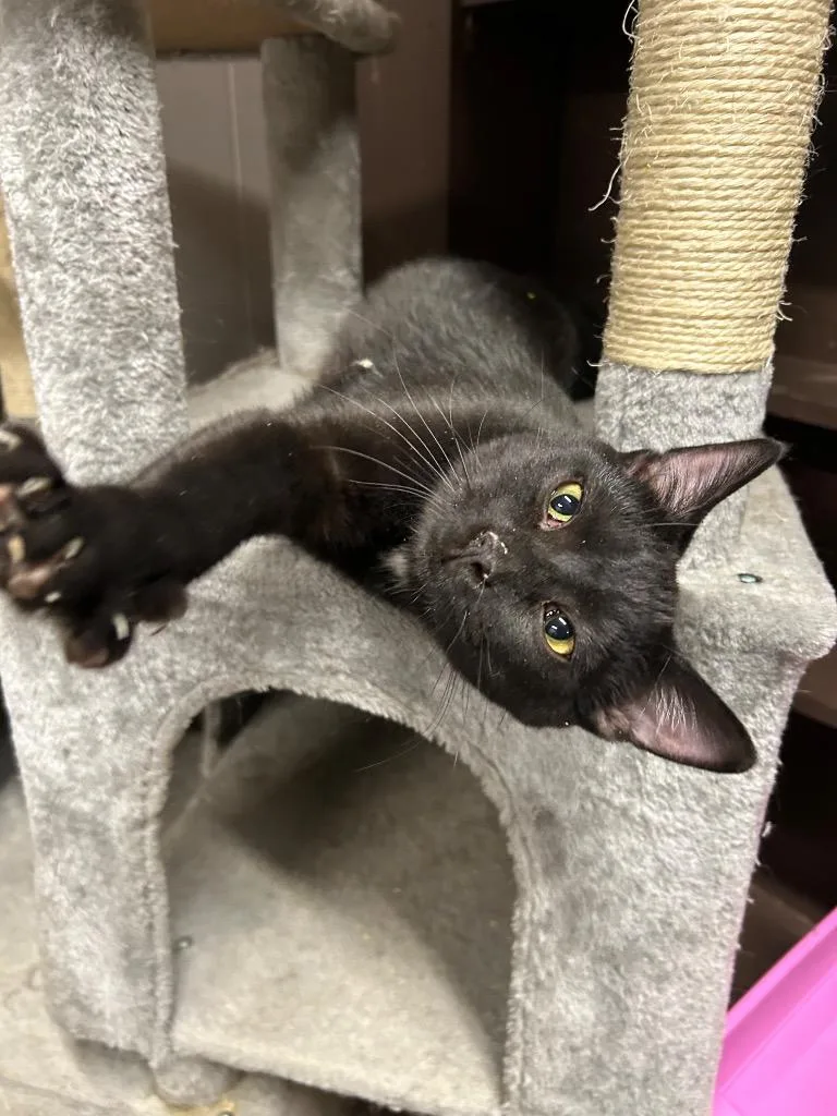 Spaghettios thumbnail 3