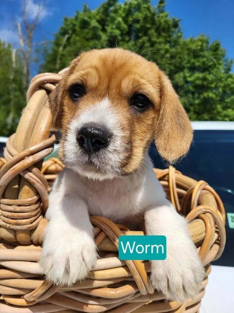Worm thumbnail 2