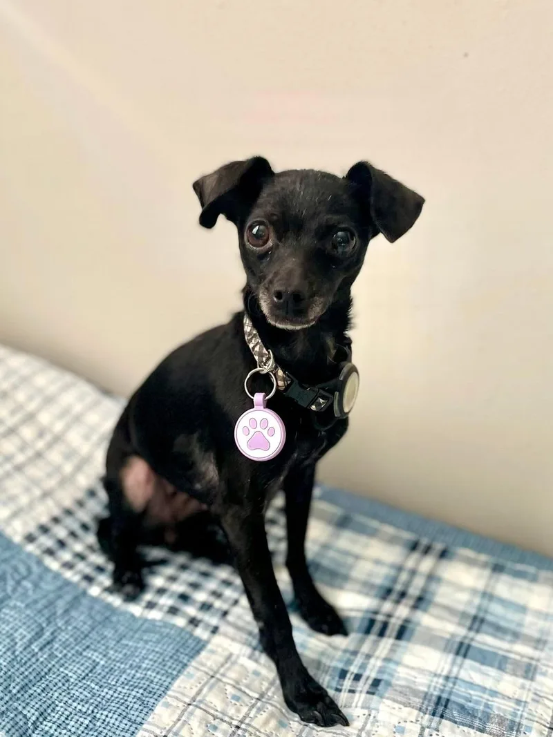 A young small-sized female Chihuahua dog named Mitzi for adoption in Tifton, GA