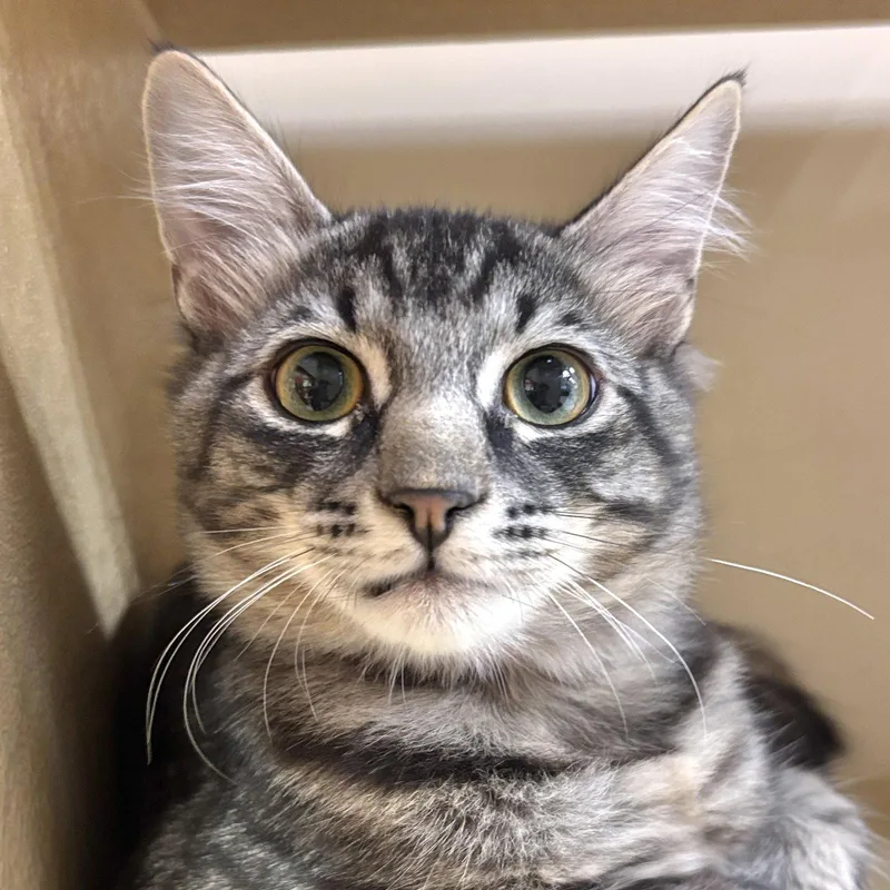 A baby medium-sized male Domestic Medium Hair cat named Rambler for adoption in Sonora, CA